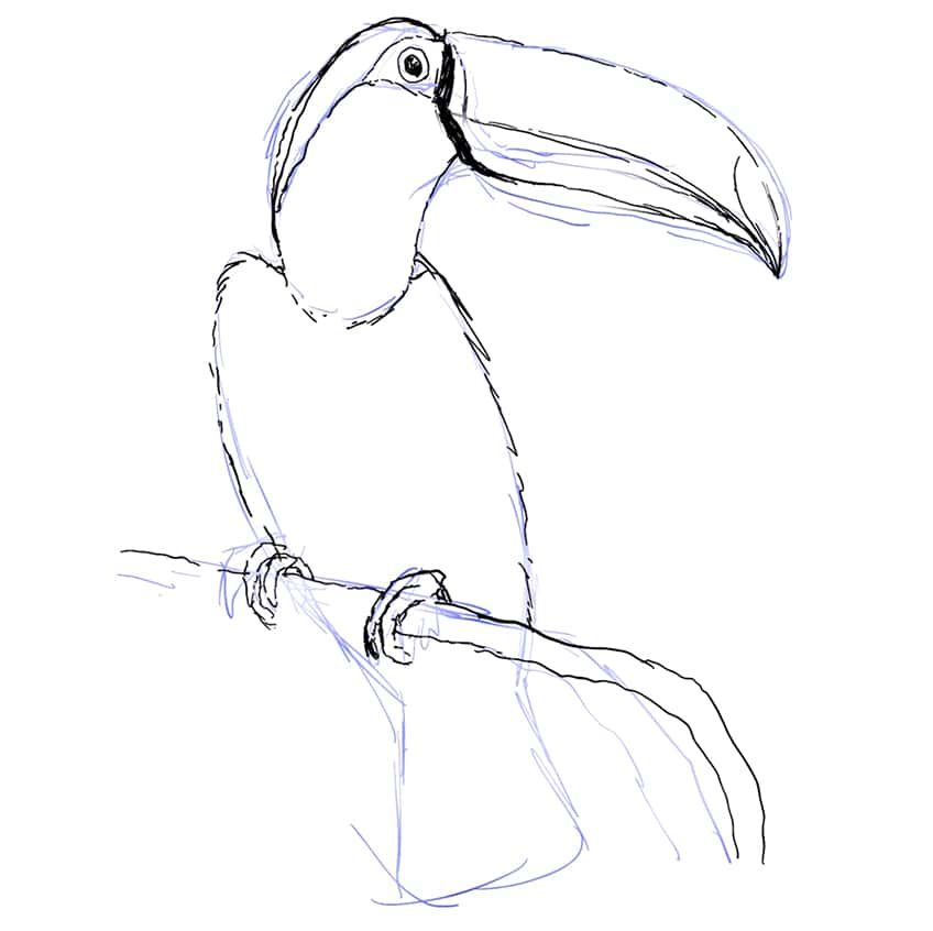 toucan drawing 05