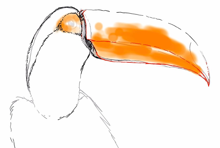 toucan drawing 08