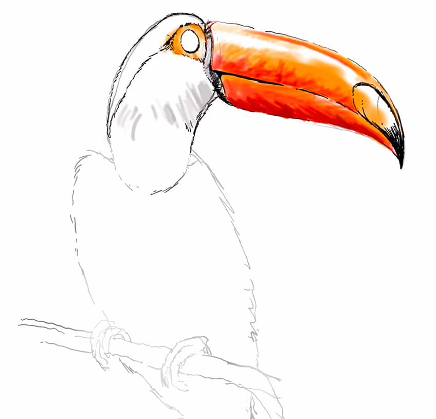 toucan drawing 10