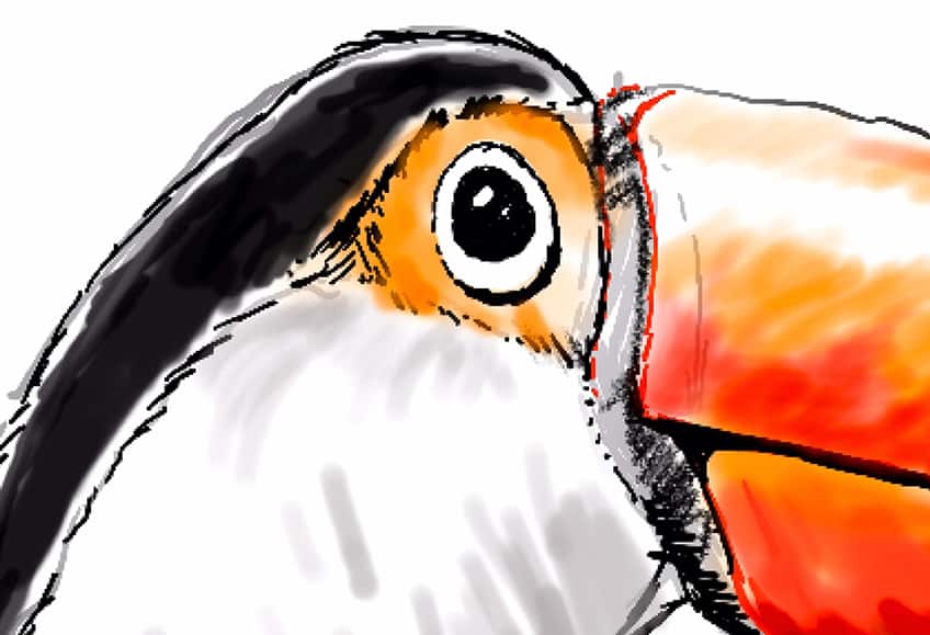 toucan drawing 11