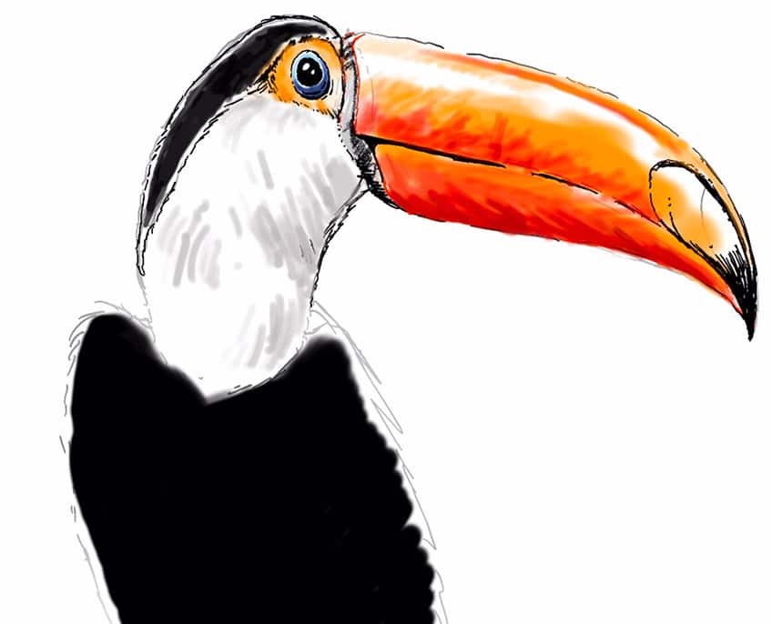 toucan drawing 12