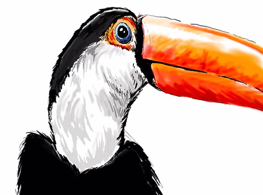 toucan drawing 14