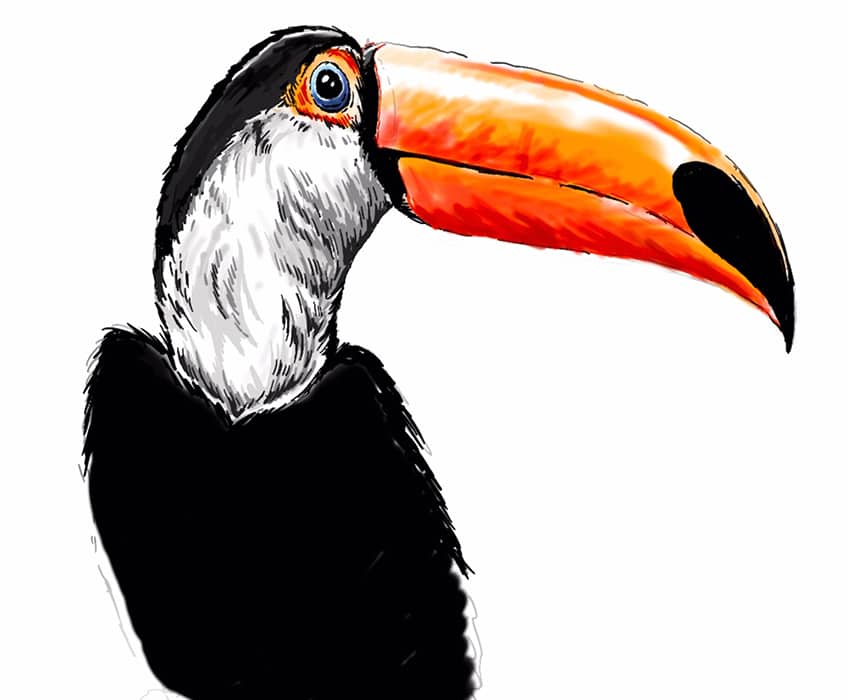 toucan drawing 16