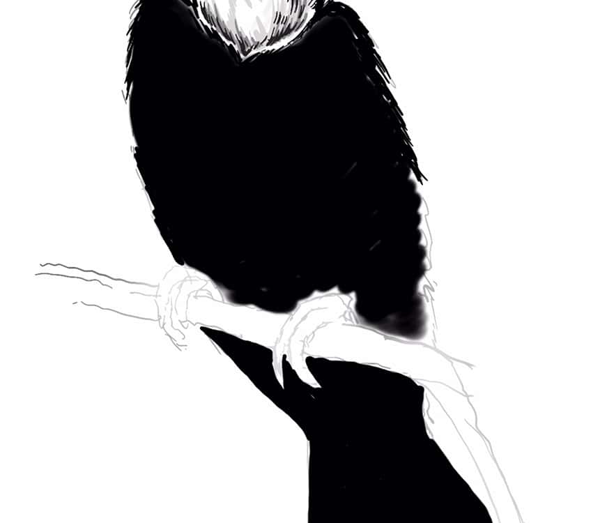 toucan drawing 17