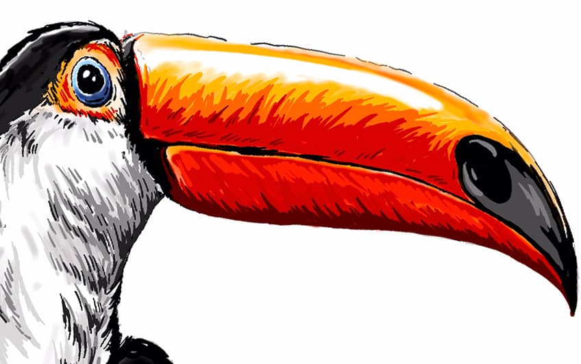 toucan drawing 19