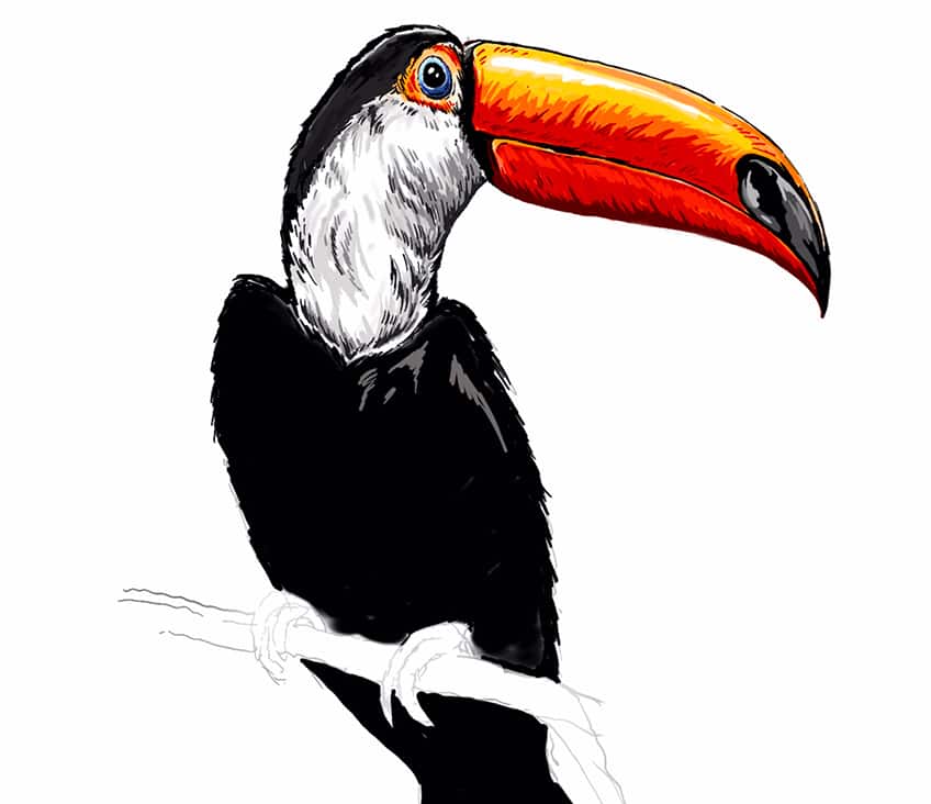 toucan drawing 20