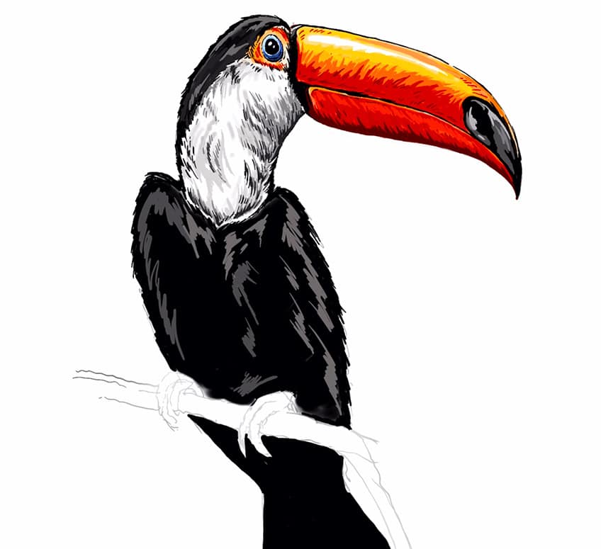 toucan drawing 21