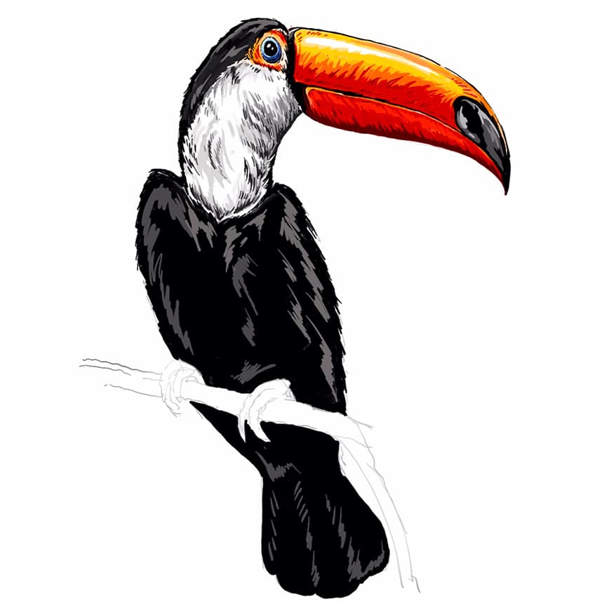 toucan drawing 22