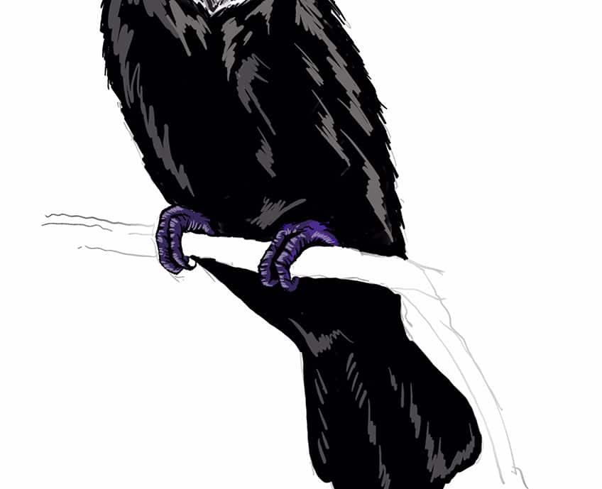 toucan drawing 26