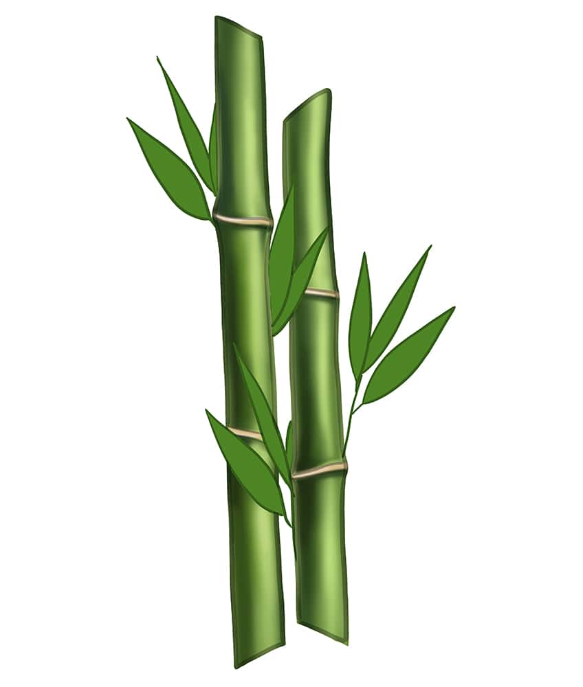 how to draw bamboo for kids