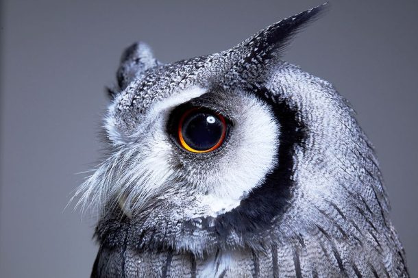 Achromatic Colors - Colors That Contain No Hue or Saturation