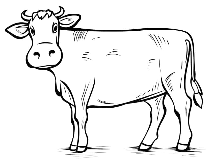 cow coloring page 01