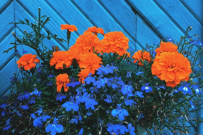 Blue and Orange Mixed Paints