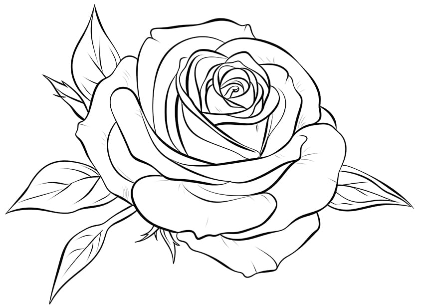 rose coloring page 07
