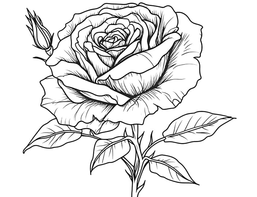 rose coloring page 10