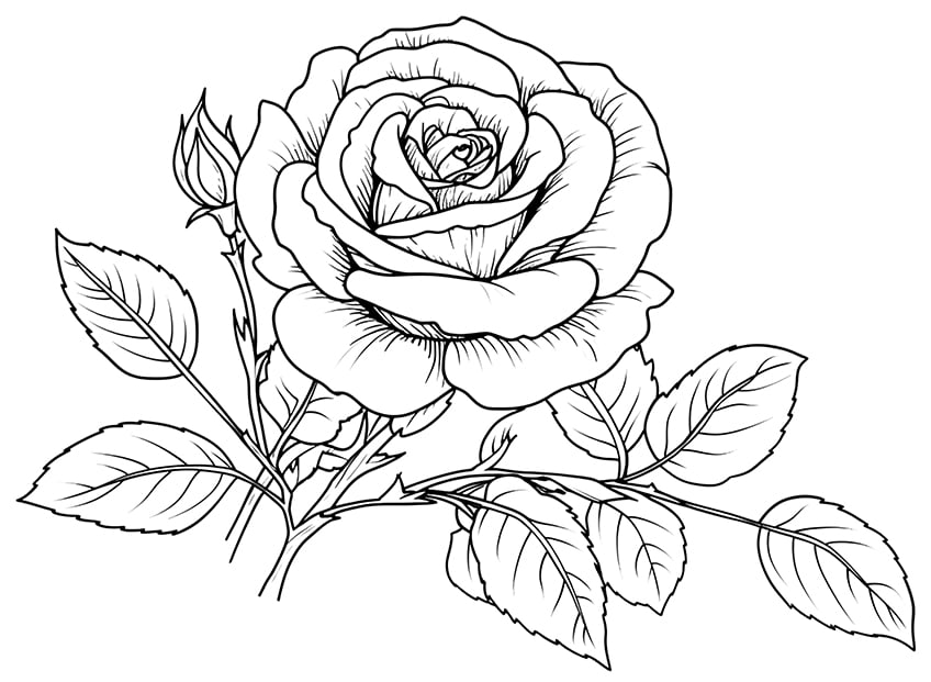 rose coloring page 19