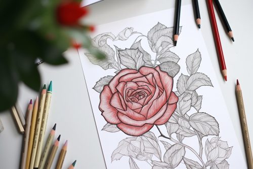 Rose Coloring Pages - 27 New Free Sheets