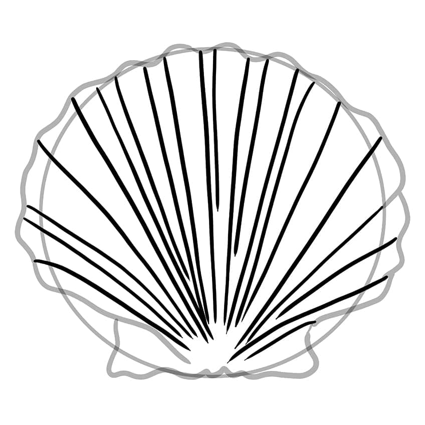 seashell drawing 04