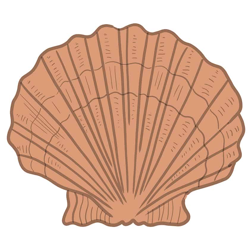 seashell drawing 06