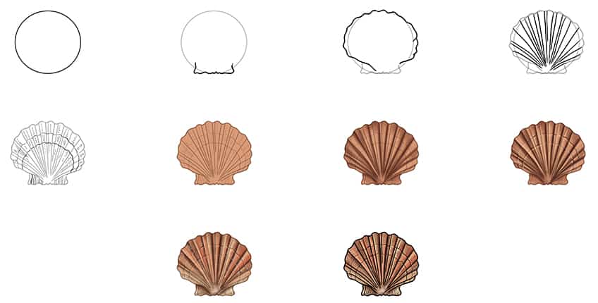 seashell drawing collage