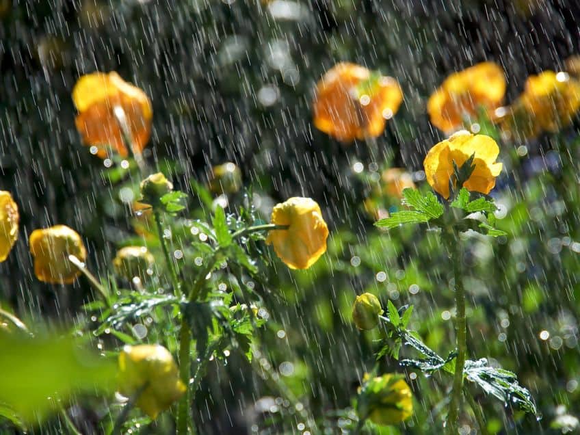 Poems About Rain Meaning