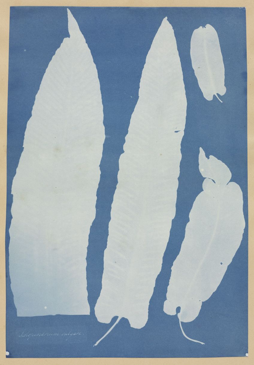 Discover Cyanotype Printing