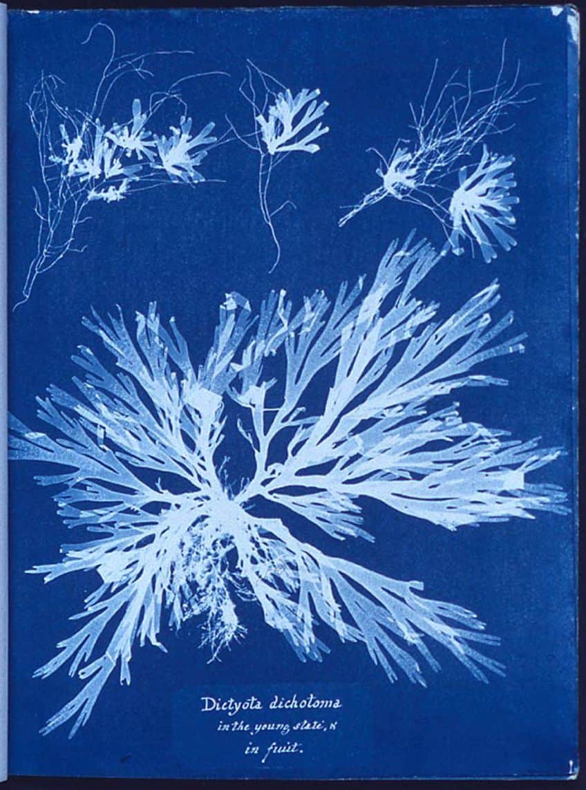 Famous Cyanotype Art