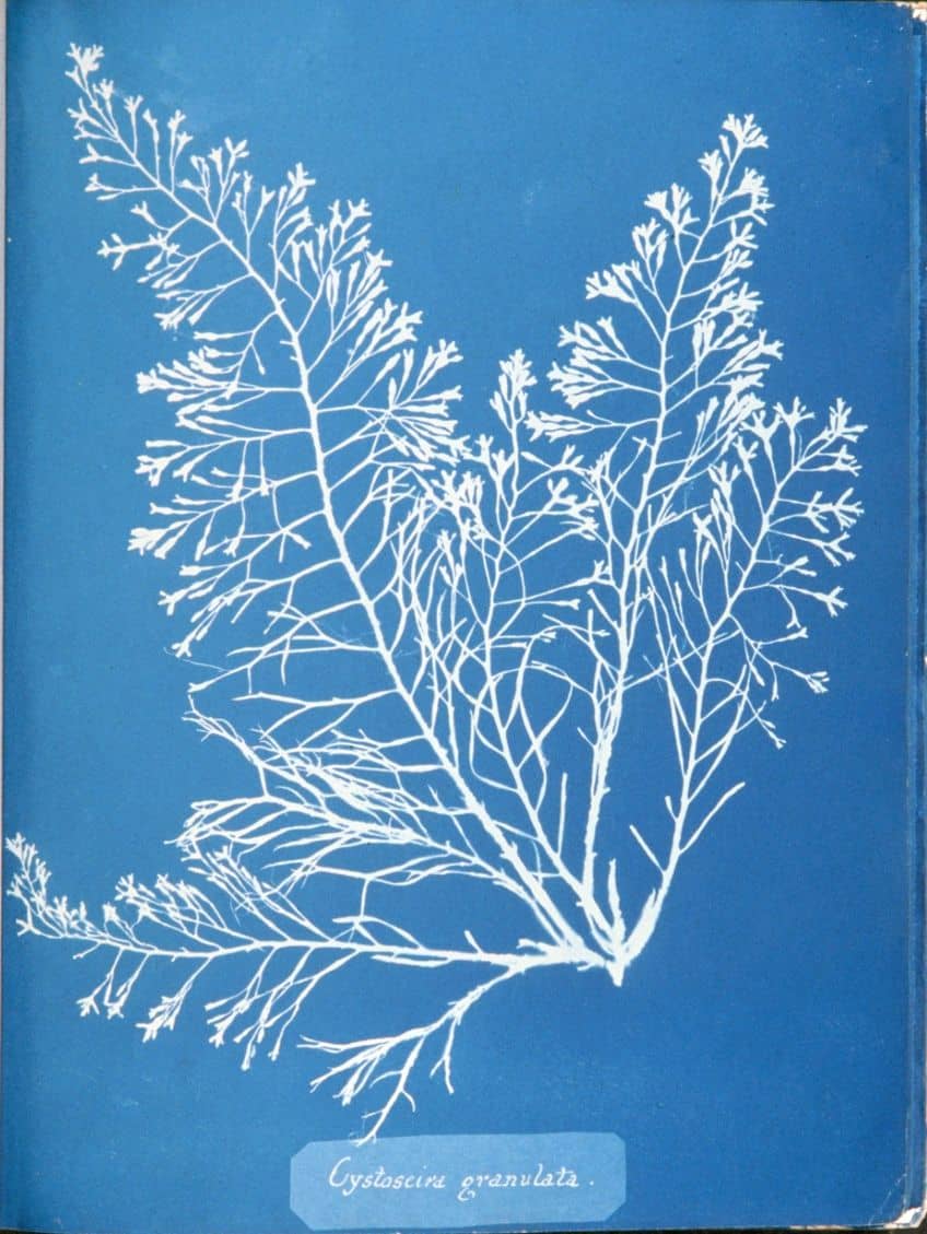 Nature Cyanotype Prints