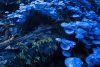 55 Things That Are Blue in Nature - Blue Skies and Beyond