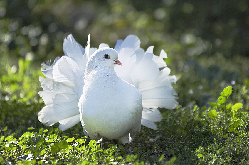 white fantail pigeon