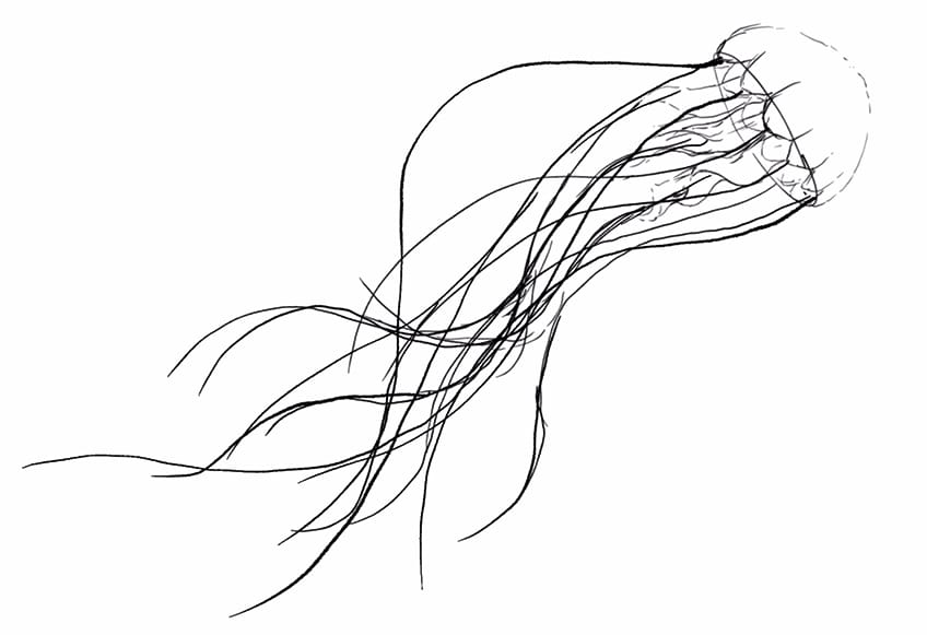jellyfish drawing 04
