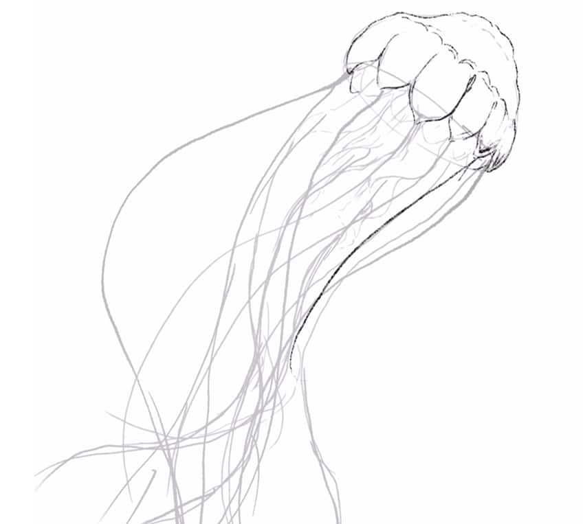 jellyfish drawing 05