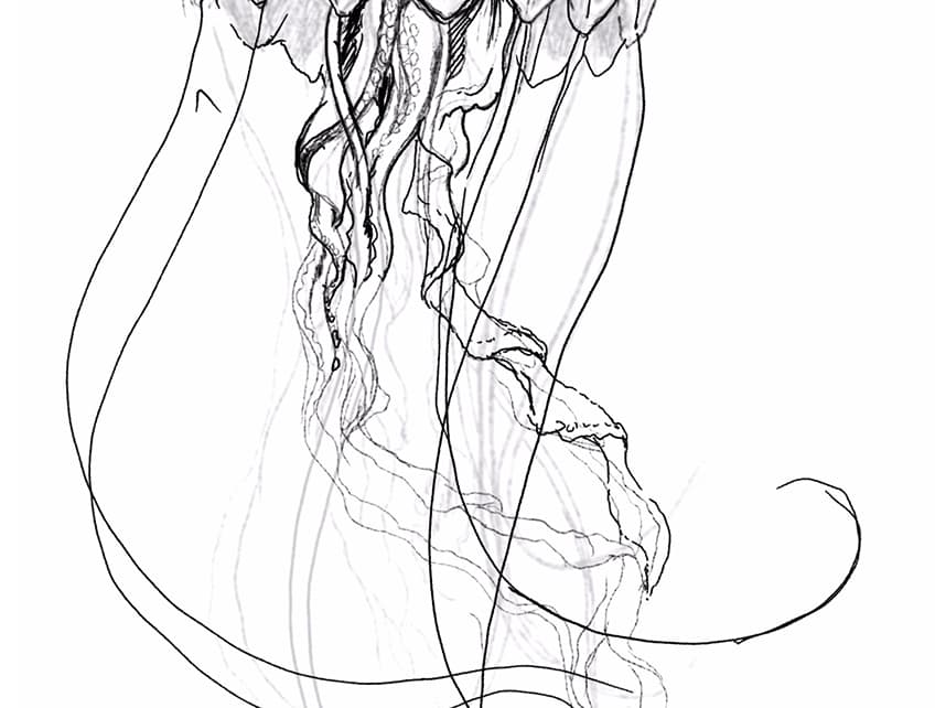 jellyfish drawing 07