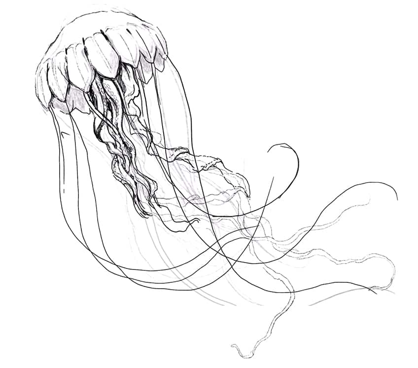 jellyfish drawing 08