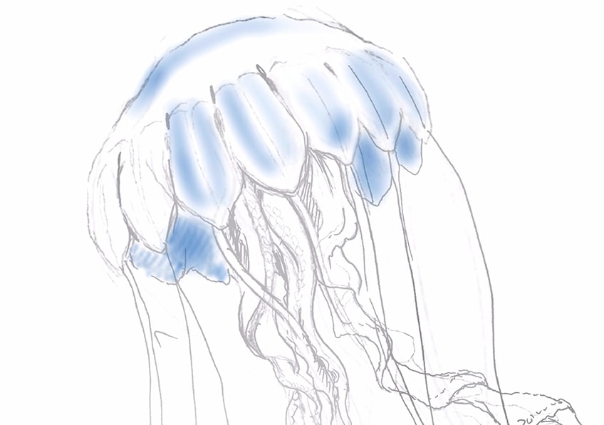 jellyfish drawing 10