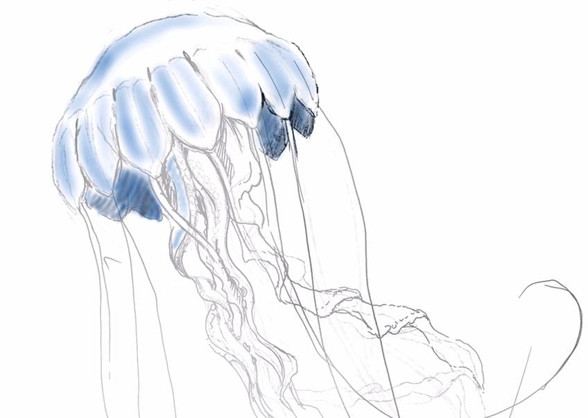 jellyfish drawing 12