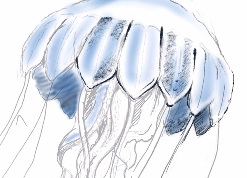 jellyfish drawing 13