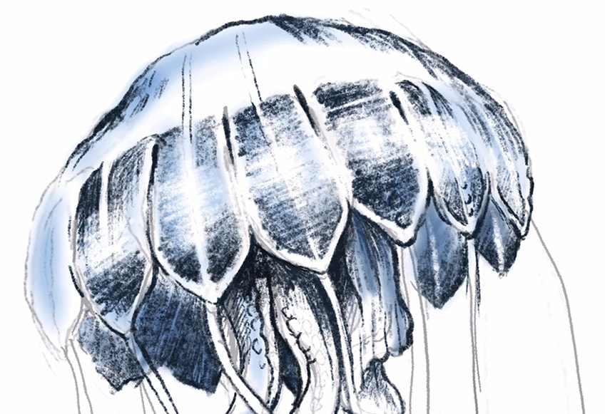 jellyfish drawing 15
