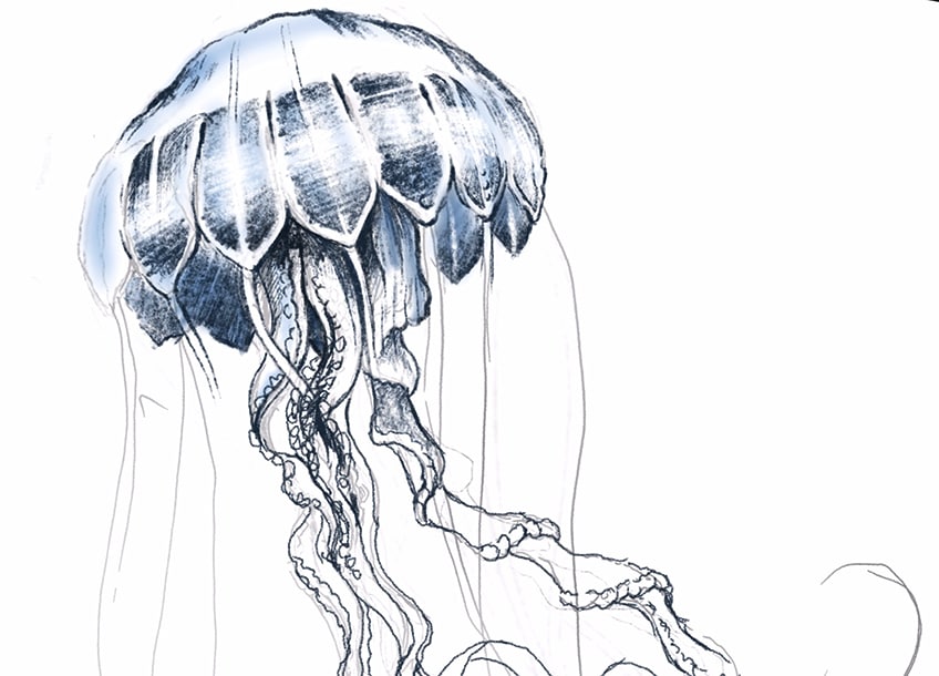 jellyfish drawing 18