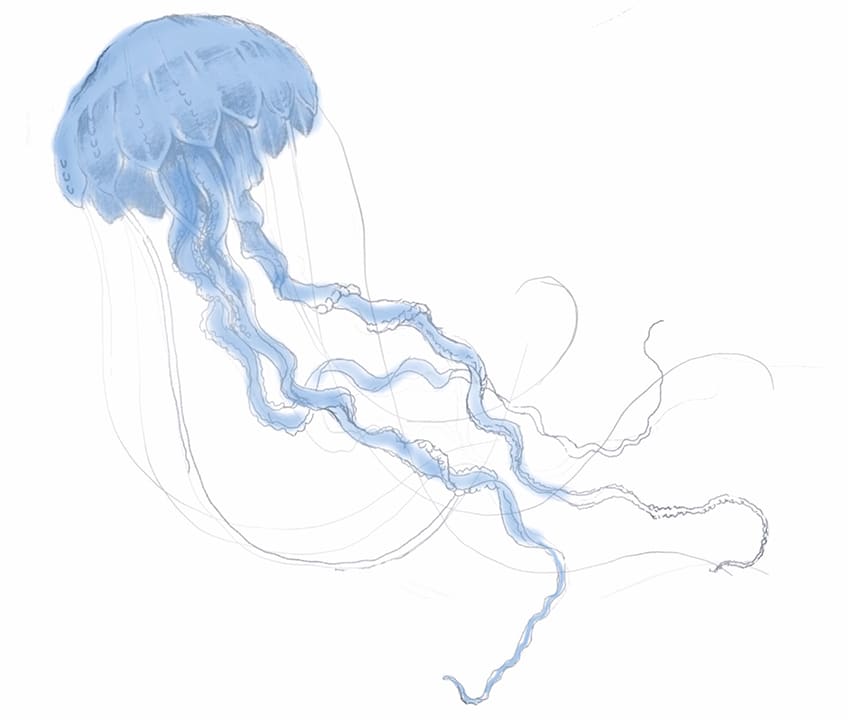 jellyfish drawing 19