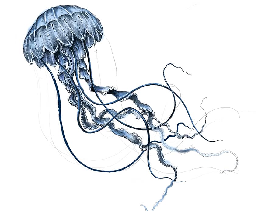 jellyfish drawing