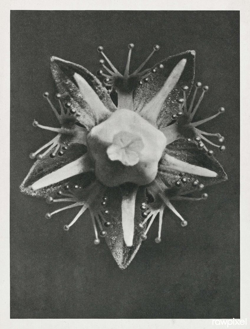 Explore Karl Blossfeldt