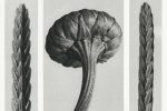 karl-blossfeldt-enter-the-world-of-botanical-photography
