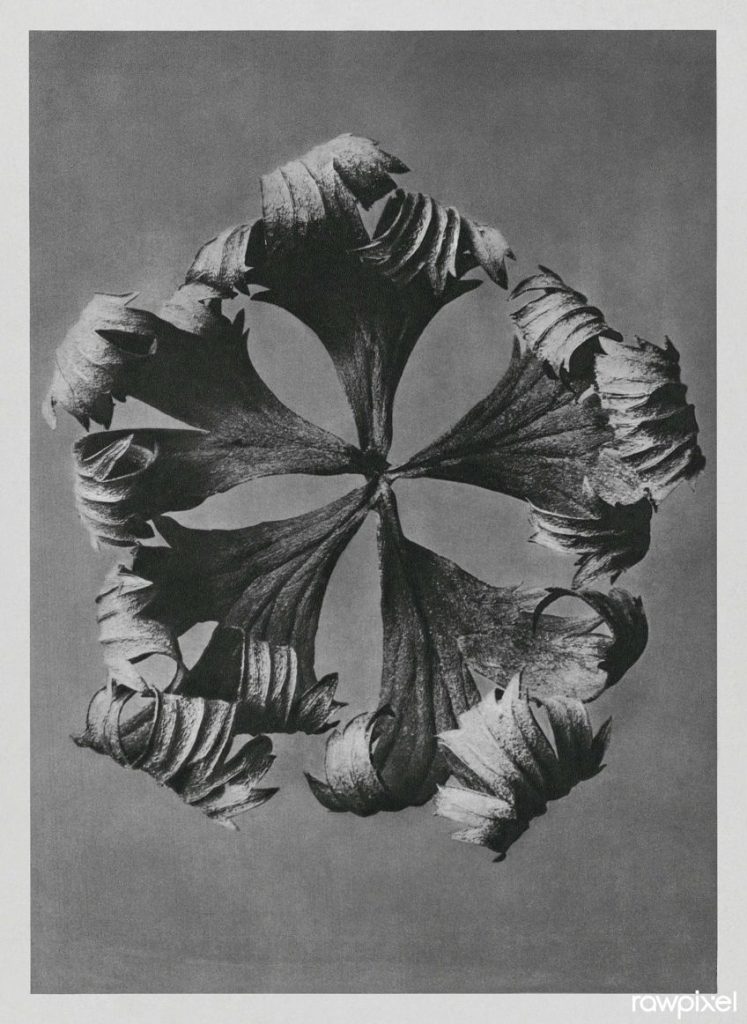 Karl Blossfeldt Enter The World Of Botanical Photography karl-blossfeldt-enter-the-world-of-botanical-photography