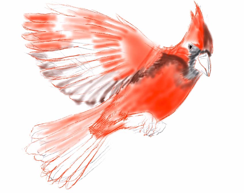 cardinal bird drawing 07