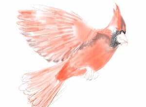 How to Draw a Cardinal - A Realistic Tutorial for Beginners