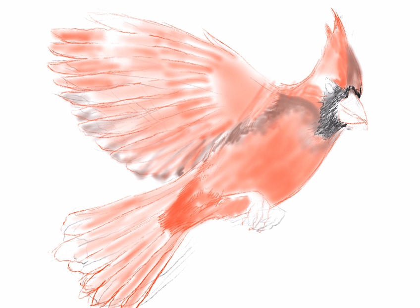 cardinal bird drawing 08
