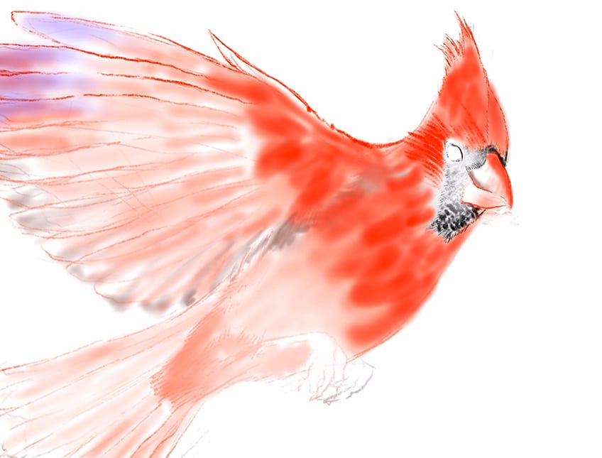 cardinal bird drawing 09