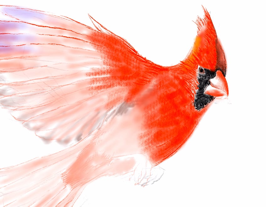 cardinal bird drawing 10