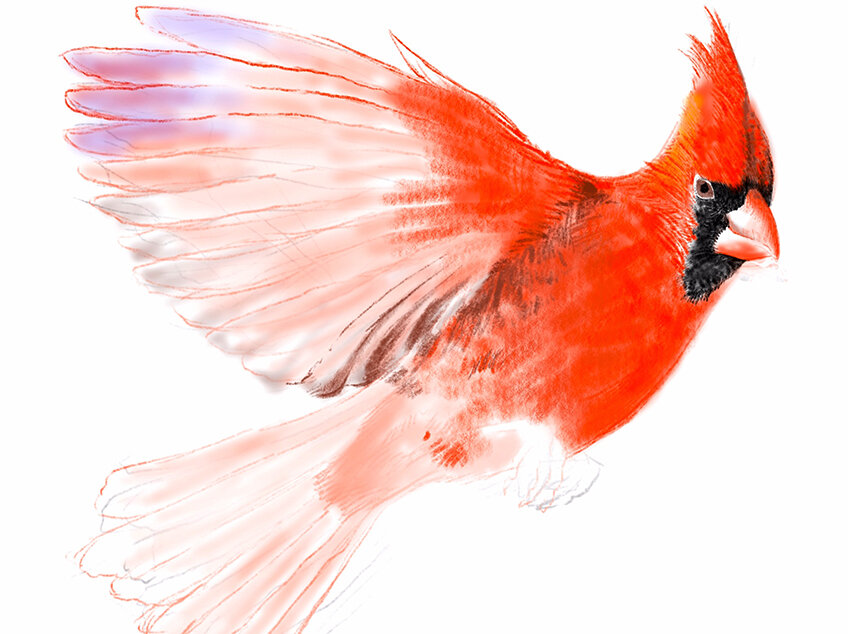 cardinal bird drawing 11